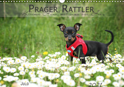 Prager Rattler (Wandkalender 2021 DIN A3 quer) von Julo-Seelenbider