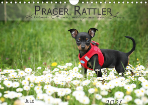 Prager Rattler (Wandkalender 2021 DIN A4 quer) von Julo-Seelenbider