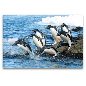 Premium Textil-Leinwand 120 x 80 cm Quer-Format Adelie Pinguine auf dem Sprung zu den Fischgründen. | Wandbild, HD-Bild auf Keilrahmen, Fertigbild auf hochwertigem Vlies, Leinwanddruck von CALVENDO