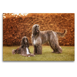 Premium Textil-Leinwand 120 x 80 cm Quer-Format Afghanische Windhunde | Wandbild, HD-Bild auf Keilrahmen, Fertigbild auf hochwertigem Vlies, Leinwanddruck von Annett Mirsberger tierpfoto.de