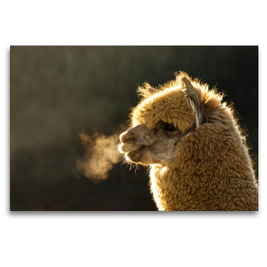 Premium Textil-Leinwand 120 x 80 cm Quer-Format Alpaka an einem warmen Wintertag auf gerahmter Leinwand | Wandbild, HD-Bild auf Keilrahmen, Fertigbild auf hochwertigem Vlies, Leinwanddruck von Bianca Mentil