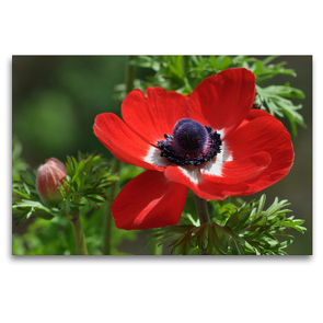 Premium Textil-Leinwand 120 x 80 cm Quer-Format Anemone | Wandbild, HD-Bild auf Keilrahmen, Fertigbild auf hochwertigem Vlies, Leinwanddruck von Herbert Boekhoff