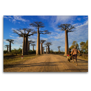 Premium Textil-Leinwand 1200 x 800 cm Quer-Format Baobaballee – Madagaskar | Wandbild, HD-Bild auf Keilrahmen, Fertigbild auf hochwertigem Vlies, Leinwanddruck von Rolf Dietz