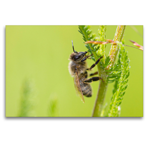 Premium Textil-Leinwand 120 x 80 cm Quer-Format Biene | Wandbild, HD-Bild auf Keilrahmen, Fertigbild auf hochwertigem Vlies, Leinwanddruck von Dany´s Blickwinkel