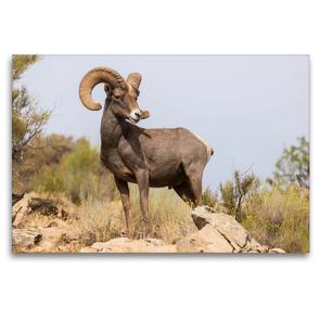 Premium Textil-Leinwand 120 x 80 cm Quer-Format Bighorn Sheep, Colorado National Monument, Colorado, USA | Wandbild, HD-Bild auf Keilrahmen, Fertigbild auf hochwertigem Vlies, Leinwanddruck von Christian Heeb