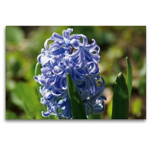 Premium Textil-Leinwand 120 x 80 cm Quer-Format Blaue Hyazinthe (Hyacinthus) | Wandbild, HD-Bild auf Keilrahmen, Fertigbild auf hochwertigem Vlies, Leinwanddruck von kattobello