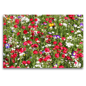 Premium Textil-Leinwand 120 x 80 cm Quer-Format Blumenwiese mit Rotem Lein | Wandbild, HD-Bild auf Keilrahmen, Fertigbild auf hochwertigem Vlies, Leinwanddruck von Gisela Kruse