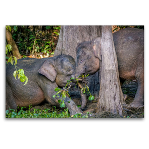 Premium Textil-Leinwand 120 x 80 cm Quer-Format Borneo Zwergelefanten am Ufer des Kinabatangan River | Wandbild, HD-Bild auf Keilrahmen, Fertigbild auf hochwertigem Vlies, Leinwanddruck von Arne Wünsche