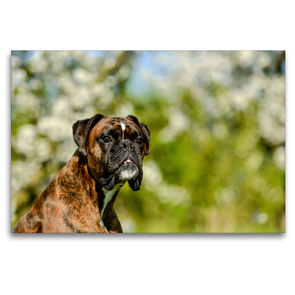 Premium Textil-Leinwand 120 x 80 cm Quer-Format Boxerpotrait vor blühenden Apfelbäumen. | Wandbild, HD-Bild auf Keilrahmen, Fertigbild auf hochwertigem Vlies, Leinwanddruck von Yvonne Janetzek