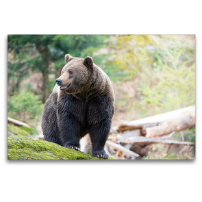 Premium Textil-Leinwand 120 x 80 cm Quer-Format Braunbär | Wandbild, HD-Bild auf Keilrahmen, Fertigbild auf hochwertigem Vlies, Leinwanddruck von CH Photography