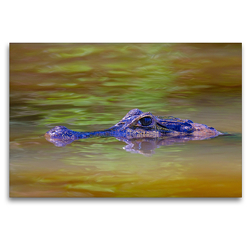 Premium Textil-Leinwand 120 x 80 cm Quer-Format Brillenkaiman (Caiman Crocodilus Yacara) | Wandbild, HD-Bild auf Keilrahmen, Fertigbild auf hochwertigem Vlies, Leinwanddruck von © viaje.ch
