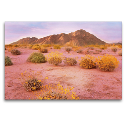 Premium Textil-Leinwand 120 x 80 cm Quer-Format Bunte Wildpflanzen vor imposanten Bergen am Rande der Sonora Wüste bei Sonnenuntergang | Wandbild, HD-Bild auf Keilrahmen, Fertigbild auf hochwertigem Vlies, Leinwanddruck von CALVENDO