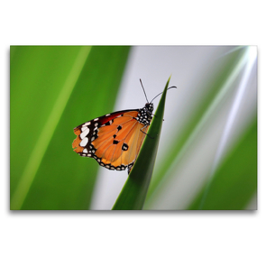 Premium Textil-Leinwand 120 x 80 cm Quer-Format Danaus chrysippus – Kleiner Monarch | Wandbild, HD-Bild auf Keilrahmen, Fertigbild auf hochwertigem Vlies, Leinwanddruck von Sabine Löwer