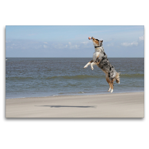 Premium Textil-Leinwand 120 x 80 cm Quer-Format Der Australian Shepherd ist ein überaus sportlicher und sprungbegabter Hund | Wandbild, HD-Bild auf Keilrahmen, Fertigbild auf hochwertigem Vlies, Leinwanddruck von Susanne Herppich