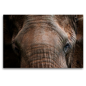 Premium Textil-Leinwand 120 x 80 cm Quer-Format Der rote afrikanische Elefant. | Wandbild, HD-Bild auf Keilrahmen, Fertigbild auf hochwertigem Vlies, Leinwanddruck von Ingo Gerlach