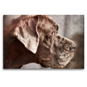 Premium Textil-Leinwand 120 x 80 cm Quer-Format Deutsche Dogge | Wandbild, HD-Bild auf Keilrahmen, Fertigbild auf hochwertigem Vlies, Leinwanddruck von Kattobello