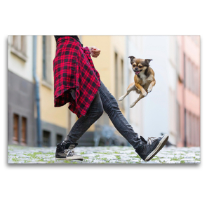 Premium Textil-Leinwand 120 x 80 cm Quer-Format Dogdancing in der Stadt | Wandbild, HD-Bild auf Keilrahmen, Fertigbild auf hochwertigem Vlies, Leinwanddruck von Christian Müller