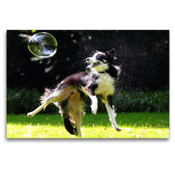 Premium Textil-Leinwand 120 x 80 cm Quer-Format dogs bubble | Wandbild, HD-Bild auf Keilrahmen, Fertigbild auf hochwertigem Vlies, Leinwanddruck von boris robert