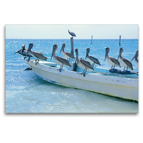 Premium Textil-Leinwand 120 x 80 cm Quer-Format Drollige Pelikane lassen sich auf einem Fischerboot nieder | Wandbild, HD-Bild auf Keilrahmen, Fertigbild auf hochwertigem Vlies, Leinwanddruck von CALVENDO