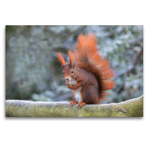 Premium Textil-Leinwand 120 x 80 cm Quer-Format Eichhörnchen im Winterpelz | Wandbild, HD-Bild auf Keilrahmen, Fertigbild auf hochwertigem Vlies, Leinwanddruck von Margret Brackhan