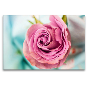 Premium Textil-Leinwand 120 x 80 cm Quer-Format Eine bezaubernde Rose | Wandbild, HD-Bild auf Keilrahmen, Fertigbild auf hochwertigem Vlies, Leinwanddruck von Rose Hurley