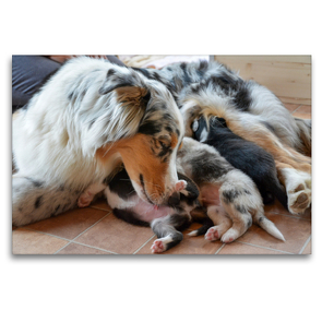 Premium Textil-Leinwand 120 x 80 cm Quer-Format Eine bildhübsche Hündin mit ihren bezaubernden Welpen der Rasse Australian Shepherd | Wandbild, HD-Bild auf Keilrahmen, Fertigbild auf hochwertigem Vlies, Leinwanddruck von Susanne Herppich