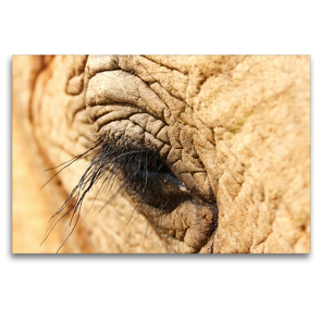 Premium Textil-Leinwand 120 x 80 cm Quer-Format Elefanten Augenwimper | Wandbild, HD-Bild auf Keilrahmen, Fertigbild auf hochwertigem Vlies, Leinwanddruck von Barbara Fraatz