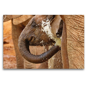 Premium Textil-Leinwand 120 x 80 cm Quer-Format Elefanten Baby | Wandbild, HD-Bild auf Keilrahmen, Fertigbild auf hochwertigem Vlies, Leinwanddruck von Barbara Fraatz