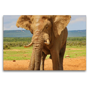 Premium Textil-Leinwand 120 x 80 cm Quer-Format Elefanten Bulle | Wandbild, HD-Bild auf Keilrahmen, Fertigbild auf hochwertigem Vlies, Leinwanddruck von Barbara Fraatz