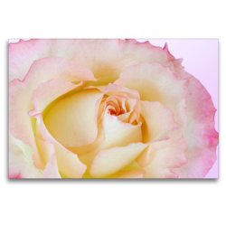 Premium Textil-Leinwand 120 x 80 cm Quer-Format Elegante Rose | Wandbild, HD-Bild auf Keilrahmen, Fertigbild auf hochwertigem Vlies, Leinwanddruck von Gisela Kruse