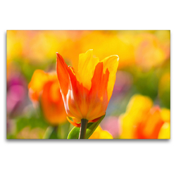 Premium Textil-Leinwand 120 x 80 cm Quer-Format Farbenfrohe Tulpen | Wandbild, HD-Bild auf Keilrahmen, Fertigbild auf hochwertigem Vlies, Leinwanddruck von Monika Scheurer