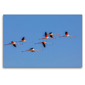 Premium Textil-Leinwand 120 x 80 cm Quer-Format Fliegende Flamingos in der Camargue | Wandbild, HD-Bild auf Keilrahmen, Fertigbild auf hochwertigem Vlies, Leinwanddruck von Martina Schikore