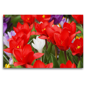 Premium Textil-Leinwand 120 x 80 cm Quer-Format Frühe rote Tulpen mit Krokussen | Wandbild, HD-Bild auf Keilrahmen, Fertigbild auf hochwertigem Vlies, Leinwanddruck von Gisela Kruse