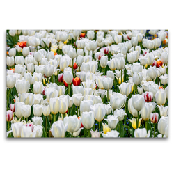 Premium Textil-Leinwand 120 x 80 cm Quer-Format Frühlingswiese mit blühenden weißen Tulpen | Wandbild, HD-Bild auf Keilrahmen, Fertigbild auf hochwertigem Vlies, Leinwanddruck von Dieter Meyer