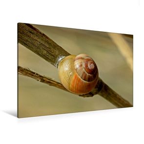 Premium Textil-Leinwand 120 x 80 cm Quer-Format Garten-Bänderschnecke (Cepaea hortensis) | Wandbild, HD-Bild auf Keilrahmen, Fertigbild auf hochwertigem Vlies, Leinwanddruck von Christine Schmutzler-Schaub von Schmutzler-Schaub,  Christine