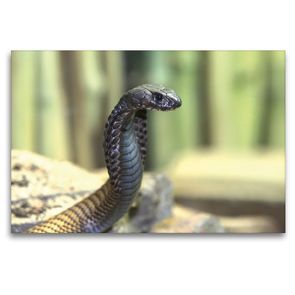 Premium Textil-Leinwand 120 x 80 cm Quer-Format Gefährliche Schlangen – Arabische Kobra | Wandbild, HD-Bild auf Keilrahmen, Fertigbild auf hochwertigem Vlies, Leinwanddruck von Michael Herzog