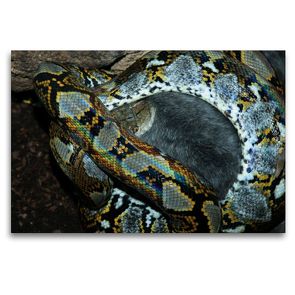 Premium Textil-Leinwand 120 x 80 cm Quer-Format Gefährliche Schlangen – Der Netzpython (1) | Wandbild, HD-Bild auf Keilrahmen, Fertigbild auf hochwertigem Vlies, Leinwanddruck von Michael Herzog