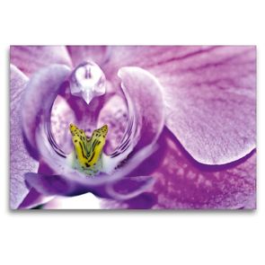 Premium Textil-Leinwand 120 x 80 cm Quer-Format Geheimnisvolle Blüten Makrofotografien | Wandbild, HD-Bild auf Keilrahmen, Fertigbild auf hochwertigem Vlies, Leinwanddruck von Martina Marten