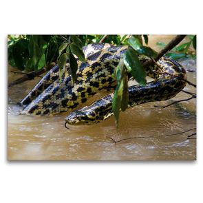 Premium Textil-Leinwand 120 x 80 cm Quer-Format Gelbe Anakonda im Pantanal | Wandbild, HD-Bild auf Keilrahmen, Fertigbild auf hochwertigem Vlies, Leinwanddruck von Juergen Woehlke