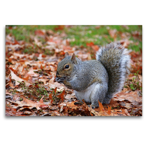 Premium Textil-Leinwand 120 x 80 cm Quer-Format Grauhörnchen im Central Park New York (USA) | Wandbild, HD-Bild auf Keilrahmen, Fertigbild auf hochwertigem Vlies, Leinwanddruck von Jana Thiem-Eberitsch