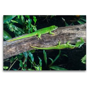 Premium Textil-Leinwand 120 x 80 cm Quer-Format Großer Madagaskar Taggecko / Phelsuma madagascariensis | Wandbild, HD-Bild auf Keilrahmen, Fertigbild auf hochwertigem Vlies, Leinwanddruck von HeschFoto