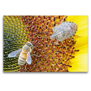 Premium Textil-Leinwand 120 x 80 cm Quer-Format Honigbiene auf einer Sonnenblume. | Wandbild, HD-Bild auf Keilrahmen, Fertigbild auf hochwertigem Vlies, Leinwanddruck von CALVENDO