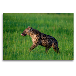 Premium Textil-Leinwand 120 x 80 cm Quer-Format Hyäne | Wandbild, HD-Bild auf Keilrahmen, Fertigbild auf hochwertigem Vlies, Leinwanddruck von Thorsten Jürs