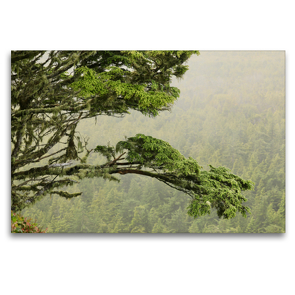 Premium Textil-Leinwand 120 x 80 cm Quer-Format Im nördlichsten Regenwald der Erde. | Wandbild, HD-Bild auf Keilrahmen, Fertigbild auf hochwertigem Vlies, Leinwanddruck von N N