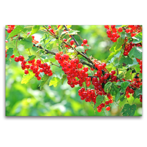 Premium Textil-Leinwand 120 x 80 cm Quer-Format Johannisbeeren | Wandbild, HD-Bild auf Keilrahmen, Fertigbild auf hochwertigem Vlies, Leinwanddruck von Sarnade