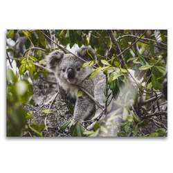 Premium Textil-Leinwand 120 x 80 cm Quer-Format Koala Magnetic Island | Wandbild, HD-Bild auf Keilrahmen, Fertigbild auf hochwertigem Vlies, Leinwanddruck von Fabian Zocher