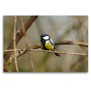 Premium Textil-Leinwand 120 x 80 cm Quer-Format Kohlmeise (Parus major) | Wandbild, HD-Bild auf Keilrahmen, Fertigbild auf hochwertigem Vlies, Leinwanddruck von kattobello