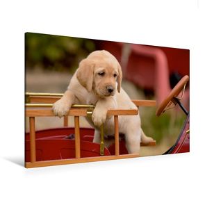 Premium Textil-Leinwand 120 x 80 cm Quer-Format Labrador Retriever Welpen | Wandbild, HD-Bild auf Keilrahmen, Fertigbild auf hochwertigem Vlies, Leinwanddruck von Peter Faber von Faber,  Peter