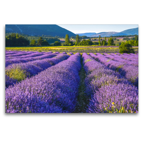 Premium Textil-Leinwand 120 x 80 cm Quer-Format Lavendelfeld in Südfrankreich | Wandbild, HD-Bild auf Keilrahmen, Fertigbild auf hochwertigem Vlies, Leinwanddruck von Jürgen Feuerer