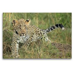 Premium Textil-Leinwand 120 x 80 cm Quer-Format Leoparden – Kleiner unterwegs | Wandbild, HD-Bild auf Keilrahmen, Fertigbild auf hochwertigem Vlies, Leinwanddruck von Michael Herzog
